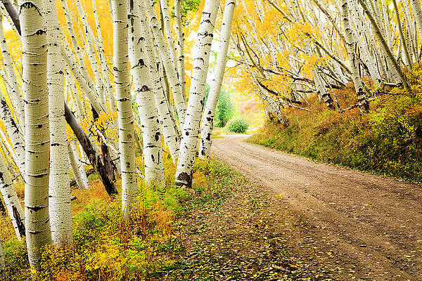 Birch Trees by a Dirt Path Wall Art