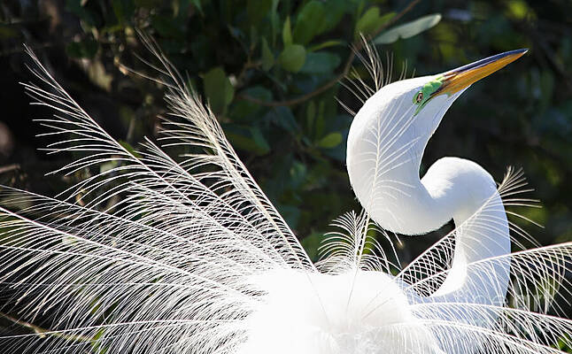 Wall Art featuring the photograph Courting Dance by Mary Lou Chmura