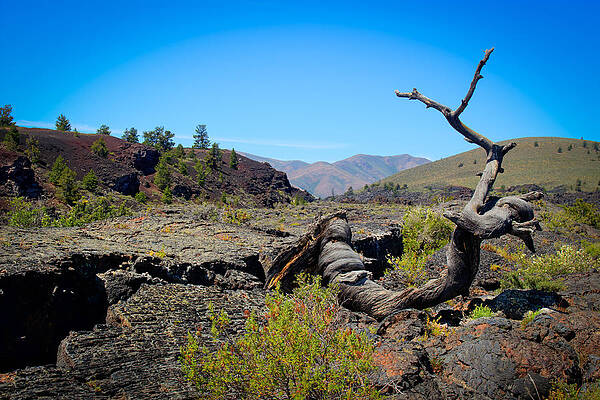 Idaho Wall Art featuring the photograph Crater Of The Moon Triple Twist Tree by Carla E