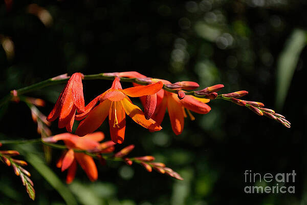 Photograph - Crocosmia 'Dusky Maiden' Flowers by Scott Lyons