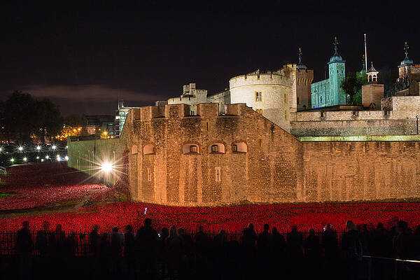Crowded Poppies by Andrew Lalchan
