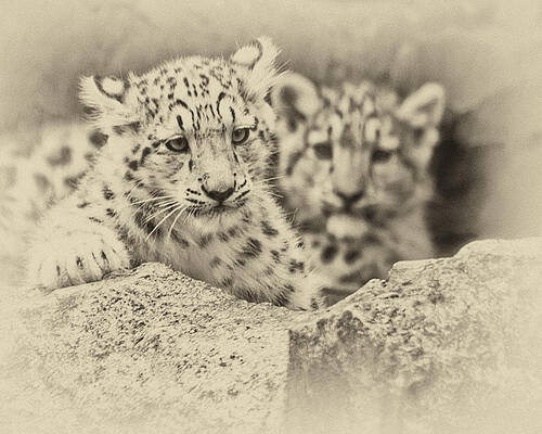 Photograph - Cubs At Play by Chris Boulton