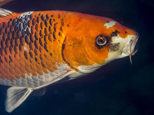 Water Wall Art featuring the photograph Curious Koi by Jean Noren