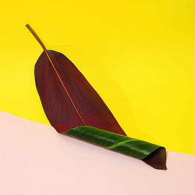 Colorful Leaf Against Yellow Background Wall Art