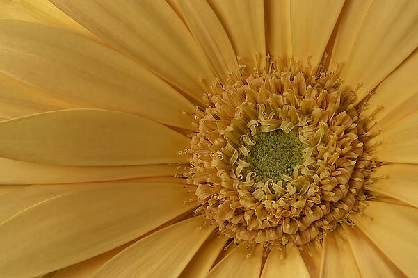 Summer Photograph - Curly Mum by Susan Candelario