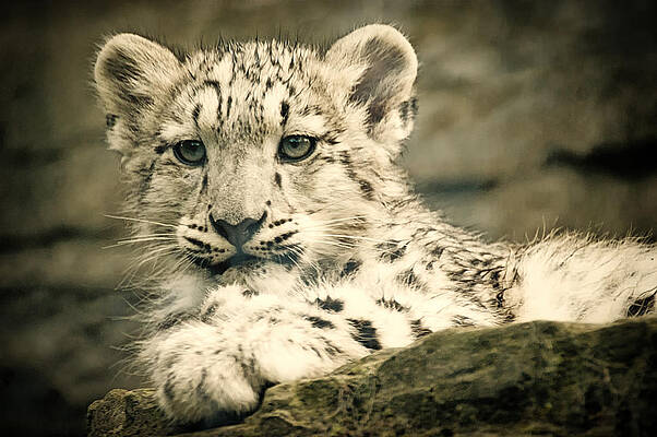 Snow Leopard Cub Relaxing Photograph