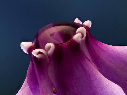 Nature Photograph - Cyclamen by Jean Noren