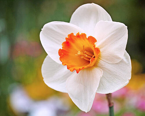 Beautiful Photograph - Daffodil by Rona Black