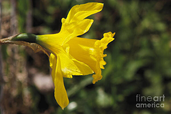 Spring Wall Art featuring the photograph Daffodil by William Norton
