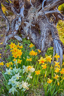 Spring Painting - Daffodils And Sculpture by Omaste Witkowski