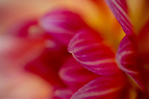 Bloom Wall Art featuring the photograph Dahlia Abstract by Mary Jo Allen