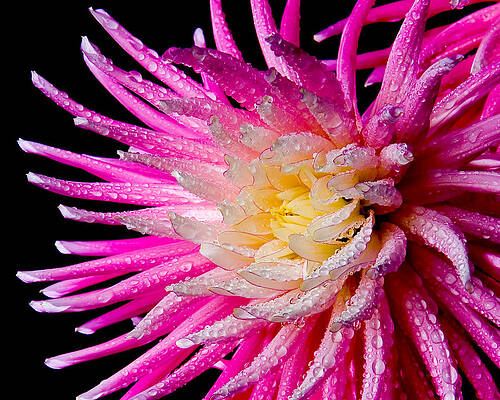 Petal Wall Art featuring the photograph Dahlia Burst by Mary Jo Allen