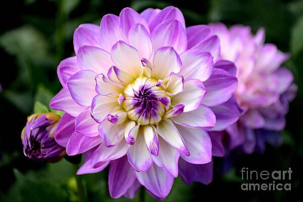Photograph - Dahlia Flower With Purple Tips by Scott Lyons