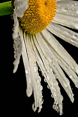 Summer Photograph - Daisy Dew by Mary Jo Allen