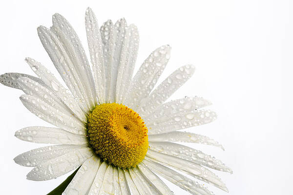 Summer Photograph - Daisy Face by Mary Jo Allen