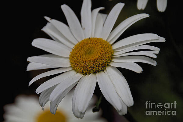 Summer Photograph - Daisy by William Norton