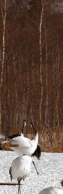 Marsh Photograph - Dance Of The Red Crowned Crane 16 by Natural Focal Point Photography