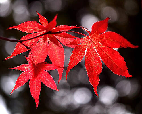 Wall Art featuring the photograph Dancing Japanese Maple by Rona Black