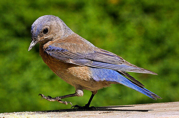 Bird Wall Art featuring the photograph Dancing Western Bluebird by Jean Noren