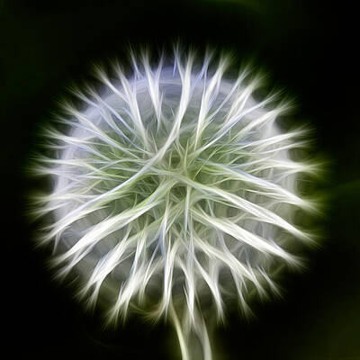 Photograph - Dandelion Abstract by Omaste Witkowski