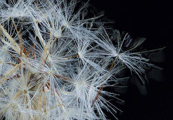 Nature Photograph - Dandelion Close Up by Jean Noren