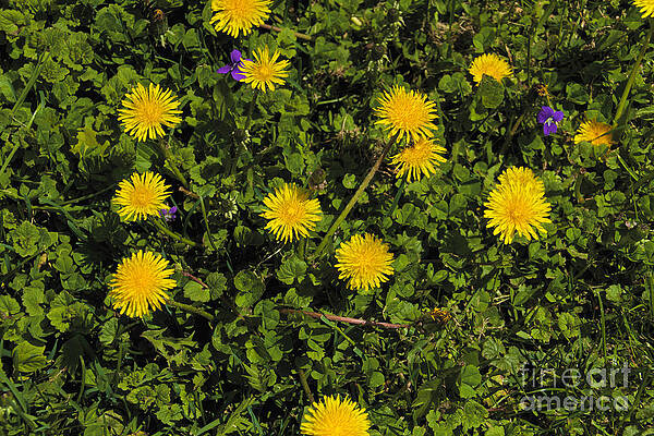 Spring Wall Art featuring the photograph Dandelion Convention by William Norton