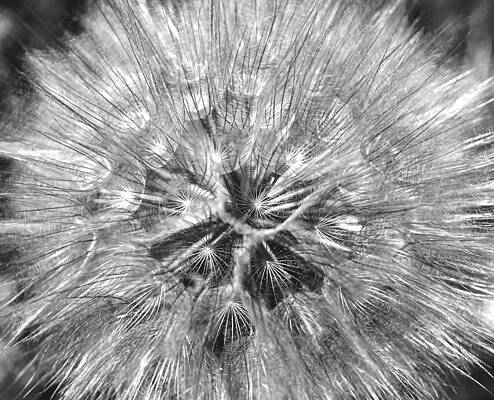 Wall Art featuring the photograph Dandelion Fireworks In Black And White by Rona Black