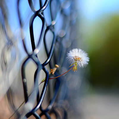 Happy Wall Art featuring the photograph Dandelion Wish by Laura Fasulo