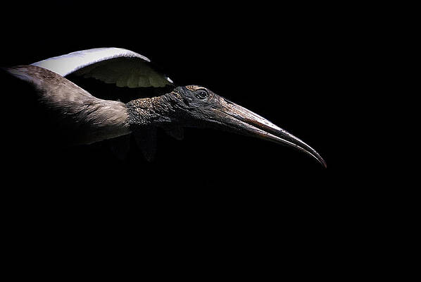 Bird Wall Art featuring the photograph Dark Flight by Ghostwinds Photography