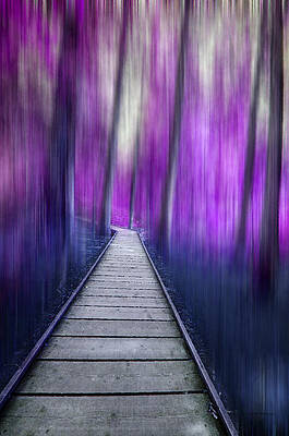 Color Photograph - Dark Forest by Crystal Wightman