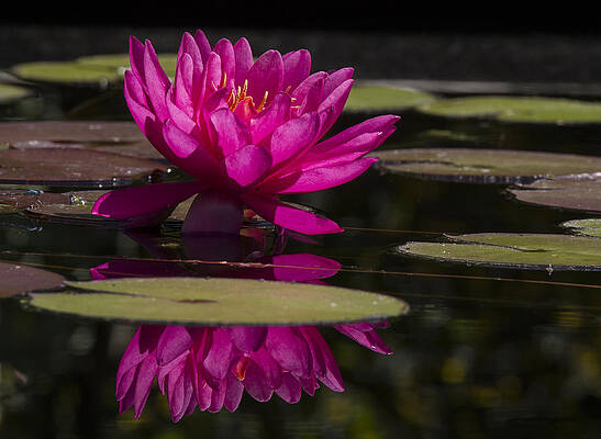 Water Wall Art featuring the photograph Dark Pink Waterlily With Reflections by Jean Noren