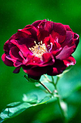 Love Photograph - Dark Red Rose by Crystal Wightman