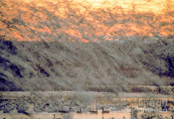 Wildlife Photograph - Dawn Liftoff by Steven Ralser