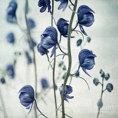 Delicate Blue Monkshood Blooms Wall Art
