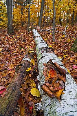 Wall Art featuring the photograph Death Of A Birch Tree by Jeff Sinon