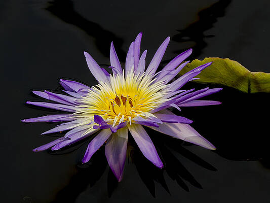 Dramatic Wall Art featuring the photograph Deep Purple And Yellow Waterlily by Jean Noren
