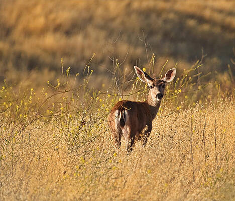 Country Wall Art featuring the photograph Deer by Beth Sargent