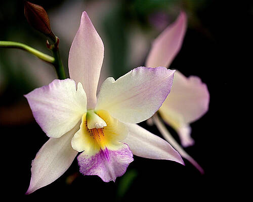 Wall Art featuring the photograph Delicate Beauty by Rona Black