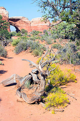 Desert Photograph - Desert Blooms by Nicholas Blackwell