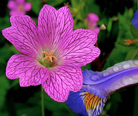 Bold Wall Art featuring the photograph Details by Rona Black