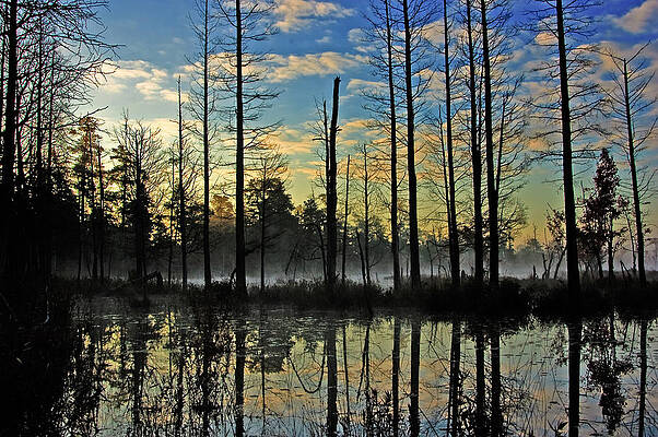 Devils Den in The Pine Barrens by Louis Dallara