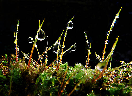 Natural Photograph - Dew Baubles On Moss by Mary Jo Allen
