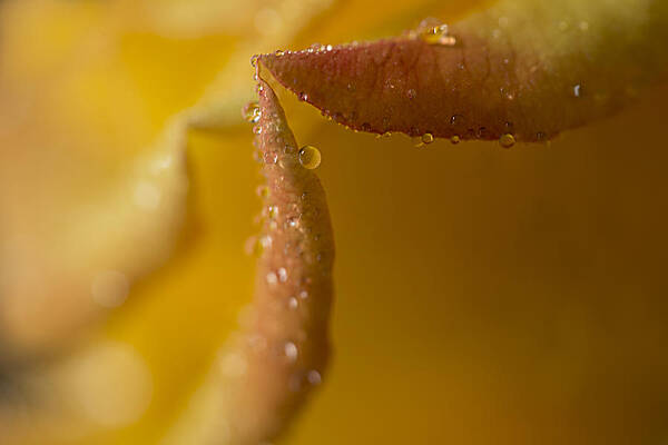 Summer Photograph - DewPoint by Mary Jo Allen