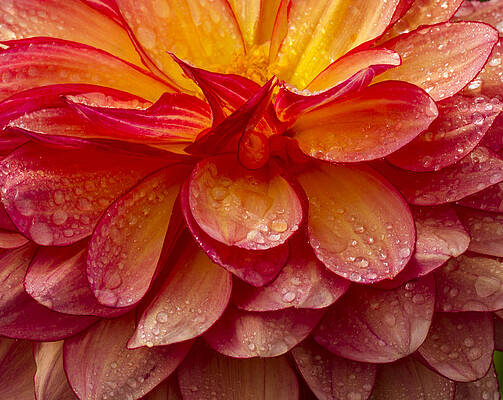 Beautiful Photograph - Dewy Dahlia by Jean Noren