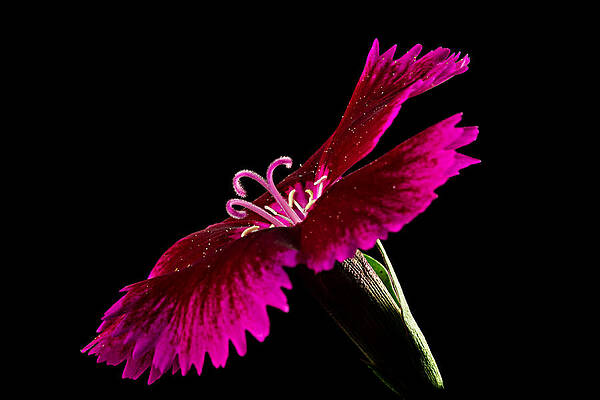 Vibrant Pink Flower on Black Photograph