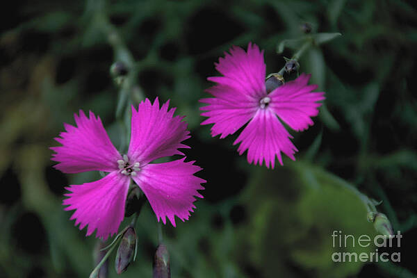 Spring Wall Art featuring the photograph Dianthus by William Norton