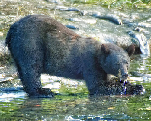 Bear Wall Art featuring the photograph Dining At It's Best by Ghostwinds Photography