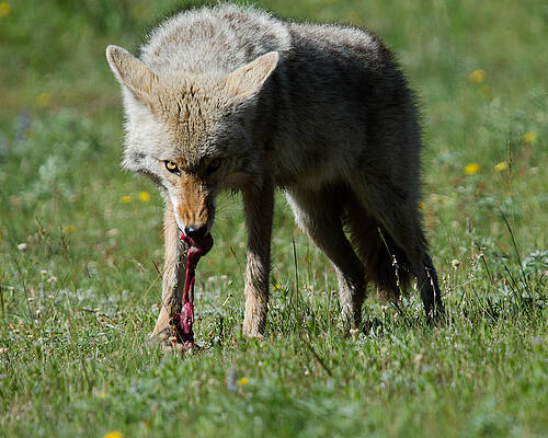 Photograph - Dinner by Gary Wightman