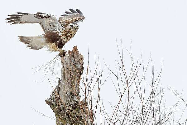 Marsh Photograph - Dinner Is Served by Natural Focal Point Photography