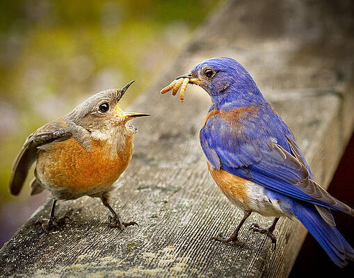 Wall Art featuring the photograph Dinner by Jean Noren